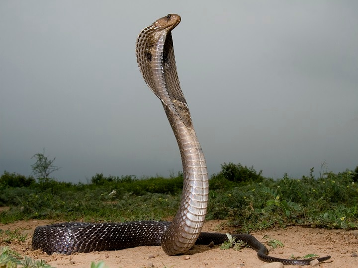 King Cobra seen in Nainital on 2400 Meter height उत्तराखंड: नैनीताल में दिखा किंग कोबरा, 2400 मीटर की ऊंचाई पर दिखना बना चर्चा का विषय