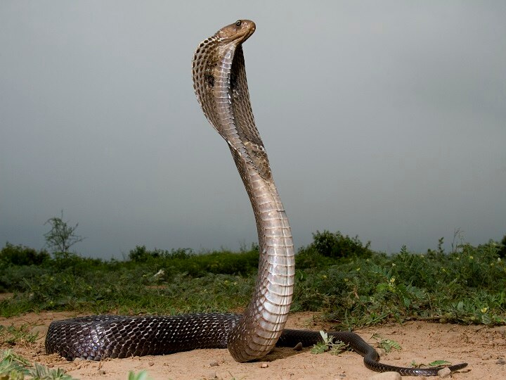 Dehradun Researching on king Cobra snake in Utttrakhand ANN देहरादूनः किंग कोबरा पर रिसर्च कर रहा है वन विभाग, जानिए क्या है खास