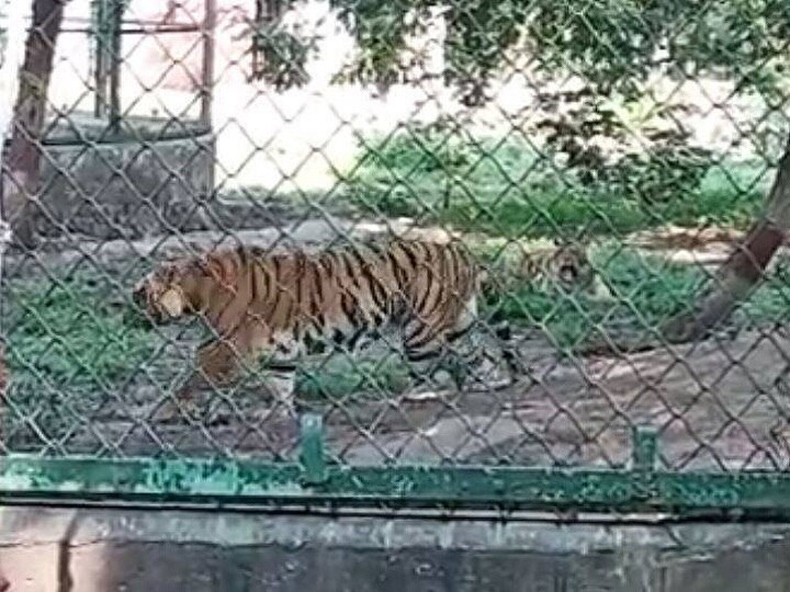 Zoo employee saves Man who was trying to commit suicide आत्महत्या करने चिड़ियाघर में बाघों के बाड़े में कूद रहा था कर्ज से परेशान शख्स, कर्मचारियों ने बचाया