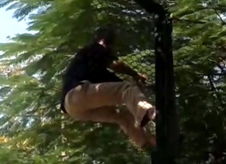 आत्महत्या करने चिड़ियाघर में बाघों के बाड़े में कूद रहा था कर्ज से परेशान शख्स, कर्मचारियों ने बचाया