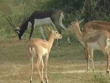 यूपी: इटावा में खुला एनिमल सफारी पार्क, 200 रुपए का है एंट्री टिकट