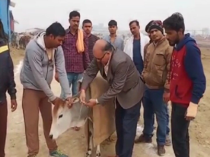 Cows to get jute coat in Ayodhya अयोध्या में गाय पहनेंगी कोट, सर्दी से बचाने के लिए नगर निगम ने लिया फैसला