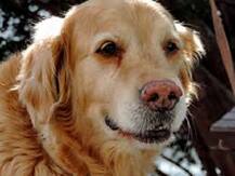 सोच समझकर घर में पालें पालतू जानवर, जर्मनी में कुत्ते के चाटने से हुई मालिक की मौत