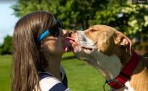 हैरतअंगेज! कुत्ते ने मालिक पर जताया प्यार तो मालिक की हो गई मौत, जानें पूरा माजरा