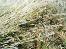 पाकिस्तान के टिड्डी दल ने भारत की सीमा पर मचाई तबाही, समाधान के लिए बुलाई बैठक भी हुई रद्द