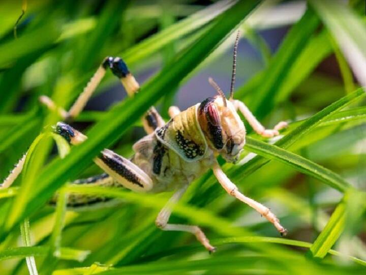 टिड्डी दल के बारे में जानिए, कैसी होती है इनकी दुनिया, प्रशिक्षित फौज की तरह होती है हमलावर Know about Locust world, how it invades टिड्डी दल के बारे में जानिए, कैसी होती है इनकी दुनिया, प्रशिक्षित फौज की तरह होती है हमलावर