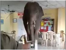 Viral: आर्मी कैंटीन में घुसा हाथी, मेज-कुर्सियां फेंकते हुए वीडियो वायरल