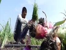 प्याज की कीमतें इतनी बढ़ गई हैं कि चोरों ने भी प्याज की चोरी करना शुरू कर दिया है!