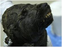 साइबेरिया में 18 हजार साल पुराने कुत्ते का शव मिला, दुनिया के लिए रहस्य बना