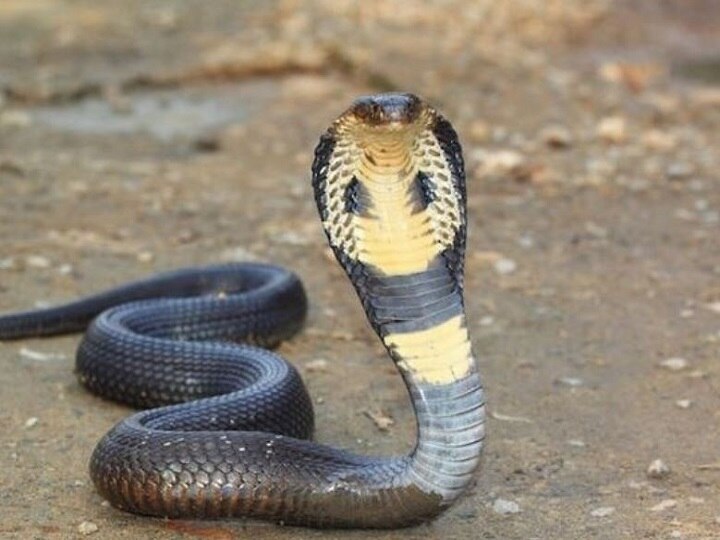 crime Madhya Pradesh Police recovered from a snake rescued red sand boa snake एक सांप की कीमत 1.25 करोड़ रुपये, तस्करों से मध्य प्रदेश पुलिस ने बरामद किया