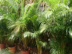 वायु प्रदूषण की समस्याओं से हैं परेशान, इन पौधों को घर में लगा ले सकते हैं साफ हवा में सांस