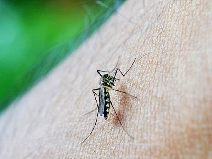 Health Tips Use of coils and refills in homes to escape mosquitoes is not good for health Health Tips: घर से मच्छरों को भगाने के लिए करें ये उपाय, नहीं होगा डेंगू और मलेरिया