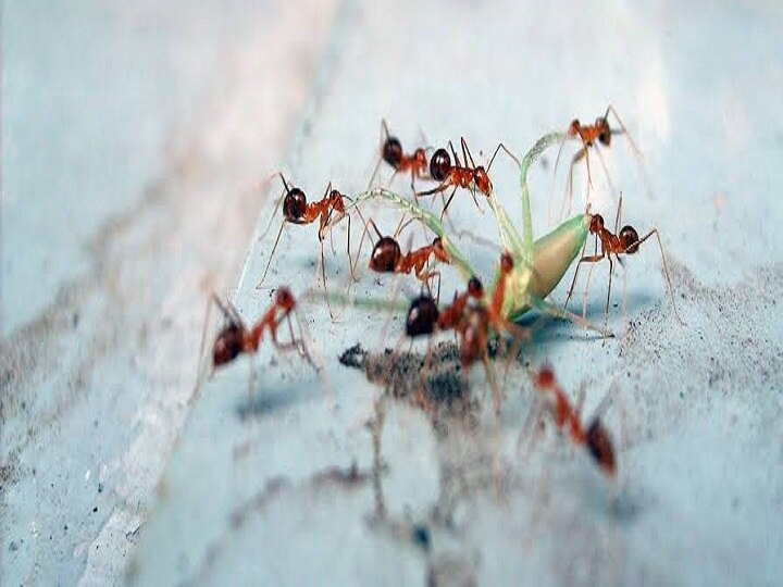 Astro Black ants are also indicative of the progress of the house red ants are a sign of obsolescence घर में दिखाई देने लगें चीटियां तो इसका होता है ये मतलब
