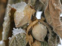 अश्वगंधा के जादुई लाभ जानेंगे तो तुरंत करेंगे डायट में शामिल