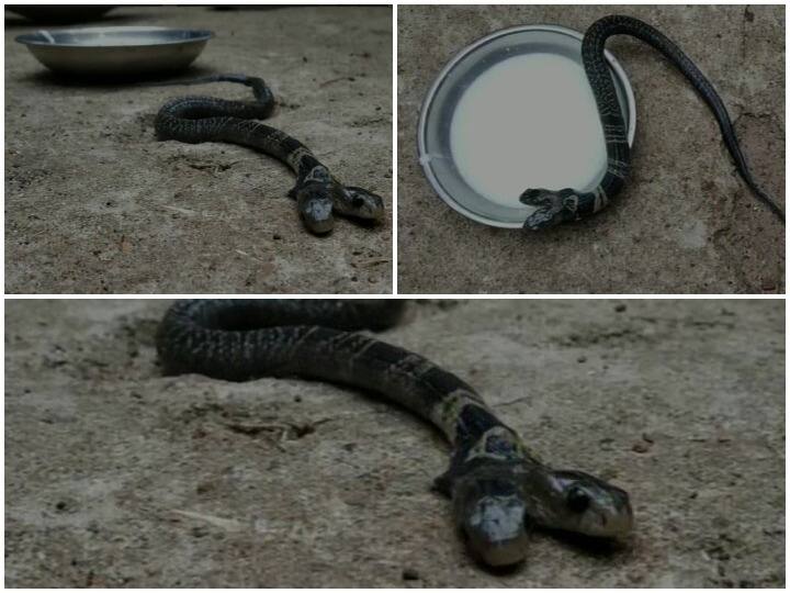 अधिकारियों ने बताया कि ये सांप उन्हे बेल्दा वन परिसर में मिला.