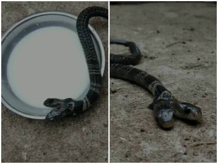 वन विभाग के अधिकारियों का कहना है कि भारत में दो सिर वाला सांप पहले कभी नहीं देखा गया है.