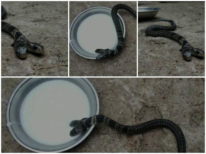 सांप मिलने के बाद उसे दूध पिलाया गया.