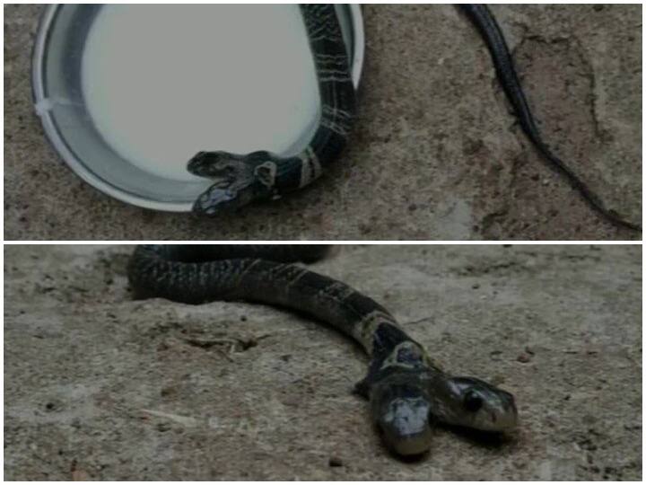 बाद में वन अधिकारियों ने सांप को वापस जंगल में छोड़ दिया.