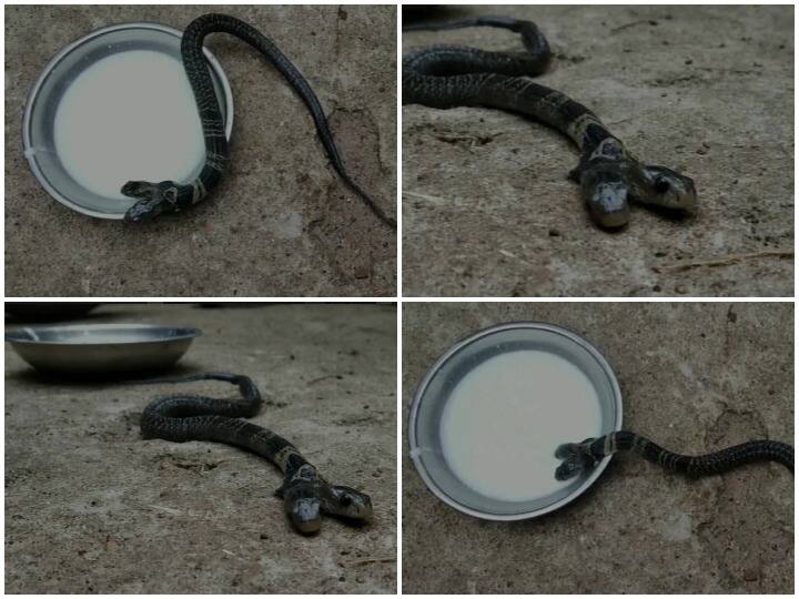 ओडिशा के एकरुखी गांव में एक दो सिर वाला सांप देखने को मिला.