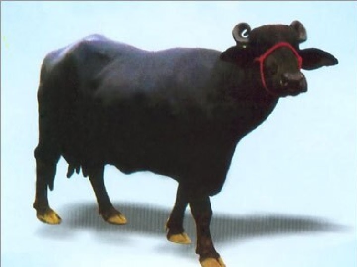 buffalo sets word record with highest milk yeild 'सरस्वती' ने 32.66 लीटर दूध देकर बनाया वर्ल्ड रिकॉर्ड, पाकिस्तान को पछाड़ा