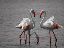 देश के पक्षी विहारों में नहीं दिख रही पहले जैसी रौनक, विदेशी पक्षियों का आना हुआ बेहद कम