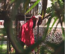 आमिर खान की बेटी इरा खान ने फिर से कराया फोटेशूट, बेहद खास हैं ट्री हाउस की ये तस्वीरें