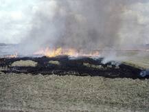 पीलीभीत ने पराली से बायो-कंपोस्ट बनाने पर किया सराहनीय काम, अब UP के सभी जिले अपनाएंगे ये मॉडल