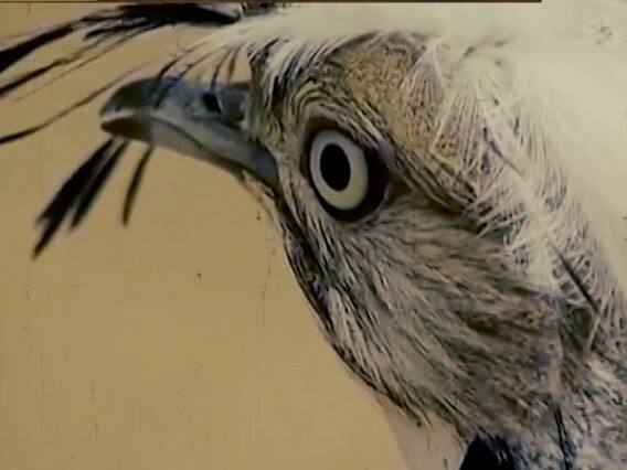 मातृभूमिः पाकिस्तान में सोन चिरैया के शिकार की मंजूरी की चारों ओर हो रही है निंदा, उठ रहे हैं बड़े सवाल