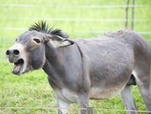 देश में 52% कम हुई घोड़ों, गधों, टट्टुओं और खच्चरों की आबादी, पंजाब में बचे केवल 471 गधे