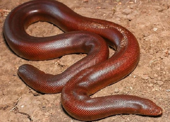 Police detained 5 for selling red sand boa snake मध्यप्रदेश: सवा करोड़ की कीमत का लाल रेत बोआ सांप बेचने की फिराक में थे युवक, पुलिस ने धरा