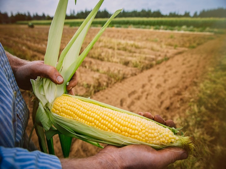 Health Benefits of Corn should be consumed daily details inside कॉर्न के हैं ये स्वास्थ्य लाभ, फायदे जान आप रह जाएंगे हैरान