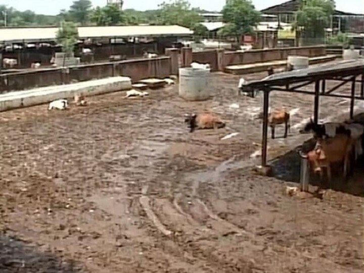 34 cows found dead in up Banda and mp damoh shelter ठंड का सितम: यूपी के बांदा में 27 और एमपी के दमोह में 7 गायों की मौत