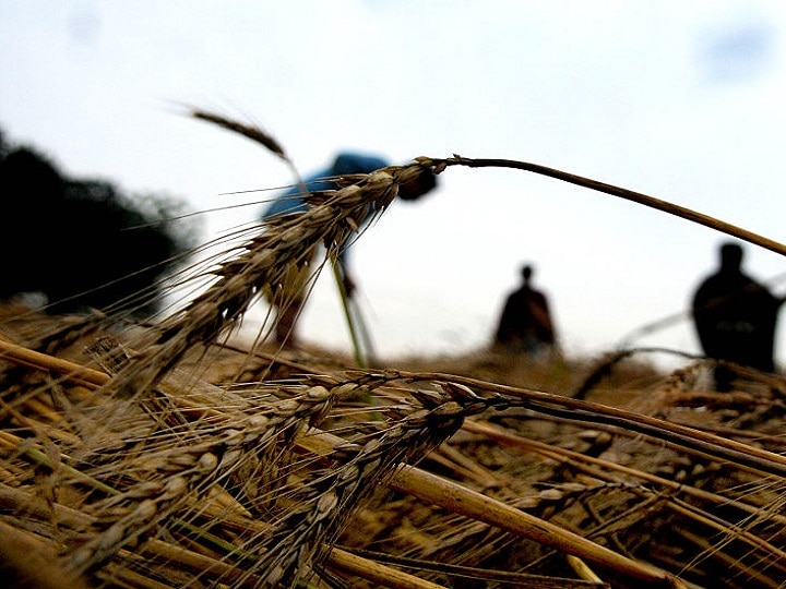 Unseasonal rains have caused havoc, cotton, pigeon pea and wheat crops have damaged the farmers of Maharashtra. बेमौसम बरसात ने महाराष्ट्र के किसानों पर ढाया कहर, कपास, अरहर और गेहूं की फसलों को पहुंचा है नुकसान