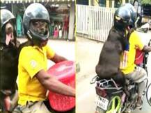 तमिलनाडु की सड़क पर अपने मालिक के साथ हेलमेट पहन कर निकला डॉगी, वीडियो वायरल