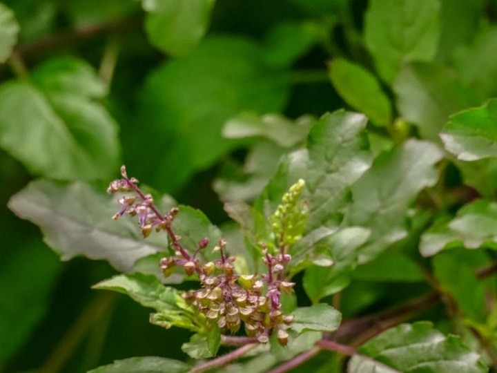 Health Tips Tulsi plant releases oxygen for 24 hours Has the ability to absorb hazardous gases as well Health Tips : तुलसी के इन फायदों को जानकार अभी इस पौधे को ले आएंगे अपने घर