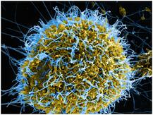 सावधान! चीन में रहस्मयी वायरस ले रहा लोगों को चपेट में, अनेक की हालत चिंताजनक