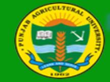 पंजाब एग्रीकल्चरल यूनिवर्सिटी ने विभिन्न पदों पर निकाली वैकेंसी, जल्द करें अप्लाई