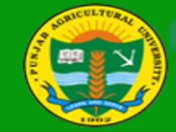 पंजाब एग्रीकल्चरल यूनिवर्सिटी ने विभिन्न पदों पर निकाली वैकेंसी, जल्द करें अप्लाई