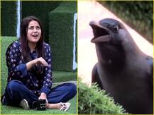 बिग बॉस 13: शहनाज गिल ने कौवे के साथ की जुगलबंदी, वायरल हुआ वीडियो