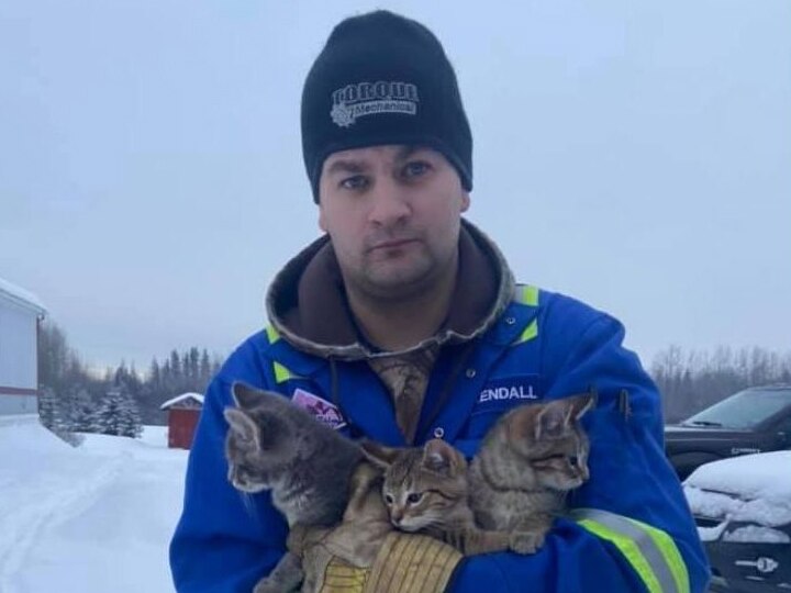 Man rescues freezing kittens stuck to ice by pouring coffee on them बर्फ में जम गई थी बिल्ली के बच्चों की पूंछ, गर्म कॉफी डाल कर ऐसे बचाया इस शख्स ने