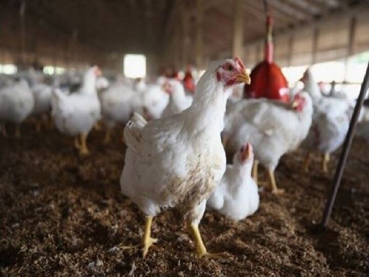 Mumbai: Non-vegetarian customers down 30 percent due to fear of bird flu, chicken and egg prices continue to fall Ann मुंबई: बर्ड फ्लू के डर से 30 फीसदी कम हुए नॉनवेजिटेरियन ग्राहक, चिकन और अंडे के दामों में लगातार गिरावट