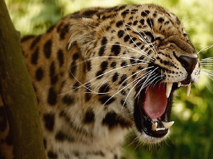 India leopard population increased by 60 percent in four years reaches 12852 says government report भारत में 4 साल में तेंदुए की संख्या में 60 फीसदी उछाल, 2018 में बढ़कर हुए 12 हजार के पार