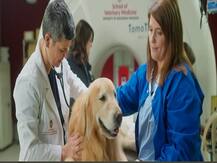 सिरफिरा या दिलवाला! एक अरबपति ने कुत्ते की जान बचाने वाले डॉक्टरों को थैंक्स कहने पर खर्च किए 6 मिलियन डॉलर