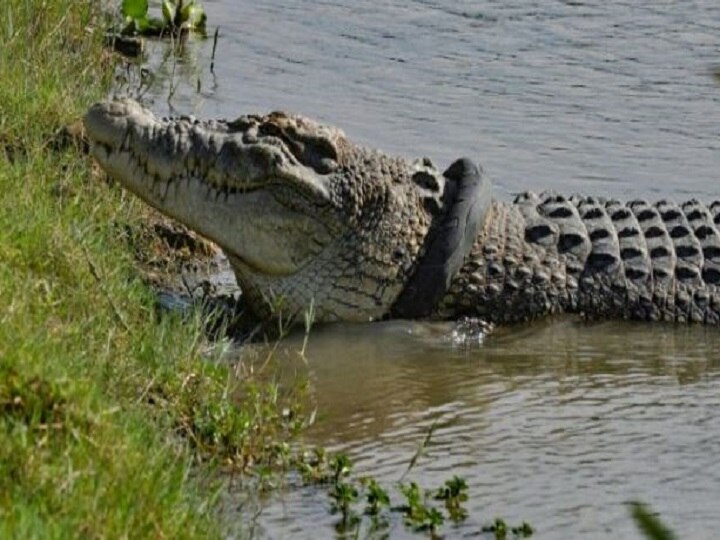 Competition to remove tires stuck around crocodile neck is canceled इंडोनेशिया: मगरमच्छ के गले में चार साल से फंसे टायर को निकालने का कॉन्टेस्ट रद्द, किसी ने नहीं दिखाई हिम्मत