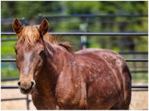 जानवरों के सम्मान में कहां बनेगा वॉर मेमोरियल ? किन-किन जानवरों के नाम को मिलेगी जगह होगा