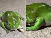 ऑस्ट्रेलिया: दुनिया के सबसे जहरीले सांप को निगलने के बावजूद जिंदा है मेंढक