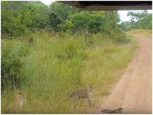 सोशल मीडिया: क्या हुआ जब तेंदुए ने छिपकली पर किया हमला?