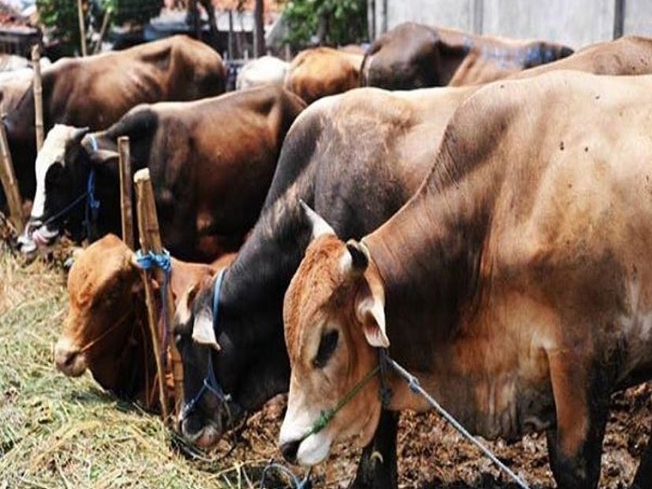 Anti-cow slaughter Bill passed in Karnataka Legislative Council amid opposition uproar विपक्ष के हंगामे के बीच कर्नाटक विधान परिषद में गौहत्या विरोधी विधेयक पारित