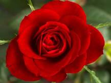 Rose day पर होगा मंगल का राशि परिवर्तन, इन तीन राशियों के लिए नहीं है अच्छा