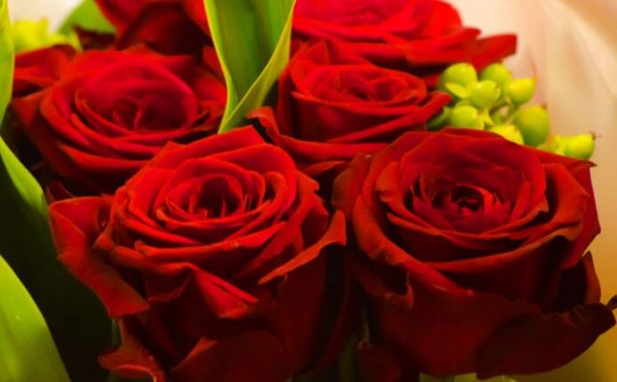 Rose Day पर अपने प्यार को दें गुलाब का फूल, फिर कहें दिल की बात